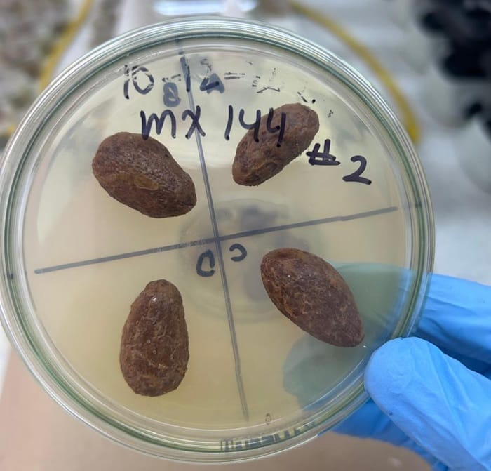 Iniciativa busca blindar el cacao de Santander frente a riesgos por micotoxinas