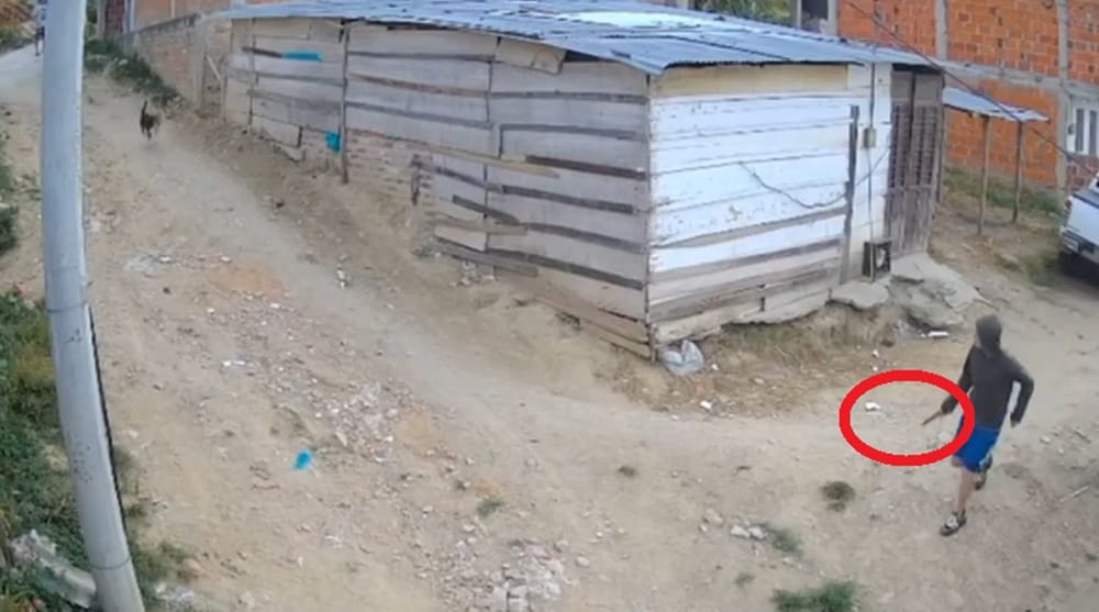 Perrita le ladró y la mató a cuchillo. Ahora está encarcelado