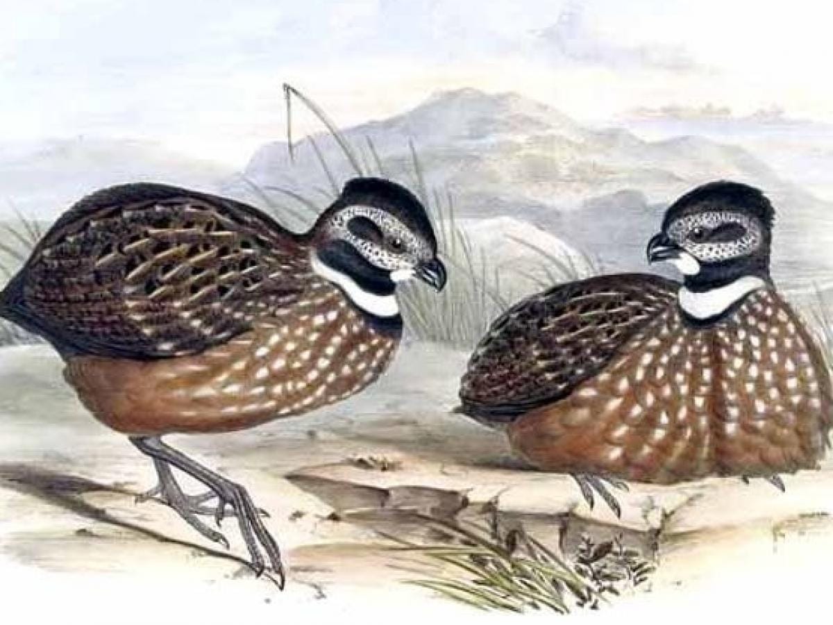 Santander refuerza la protección de la perdiz santandereana