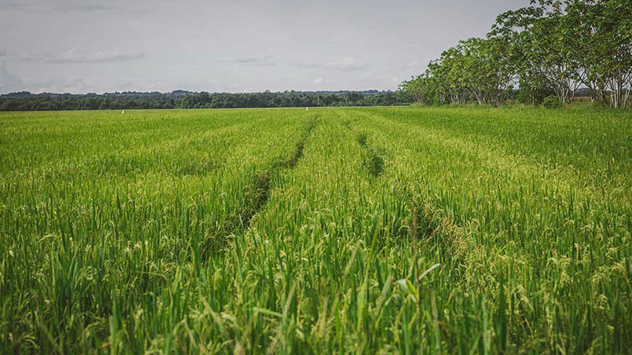 MinAgricultura establece por resolución libertad vigilada de precios para el arroz paddy verde