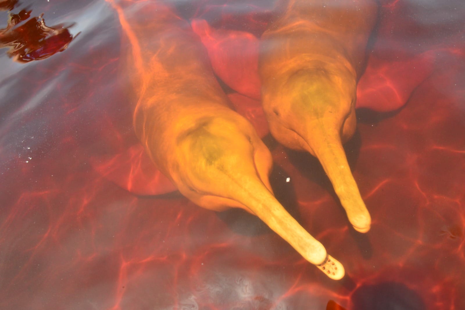 Colombia logra la aprobación de resolución global para la conservación de delfines de río