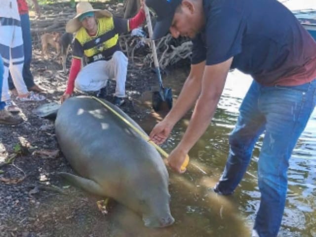 Triste hallazgo: Un manatí fue encontrado sin vida en la ciénaga