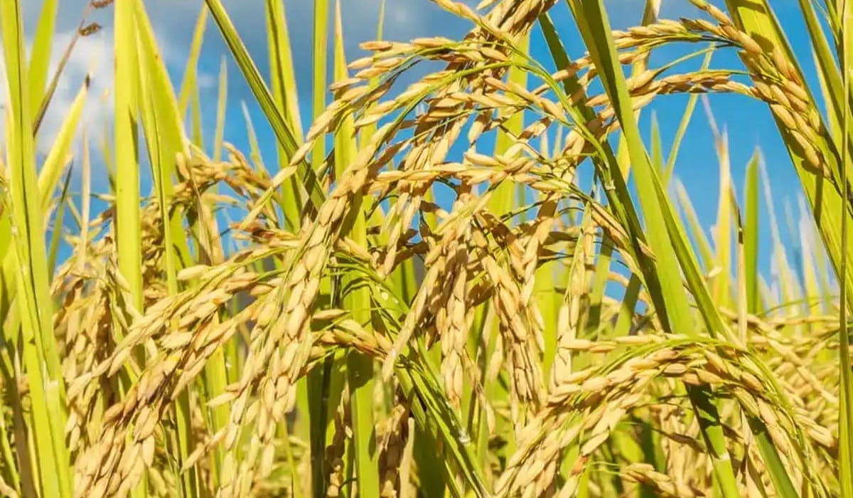 Fedearroz emitió un comunicado por el magnicidio de Miguel Uribe Turbay