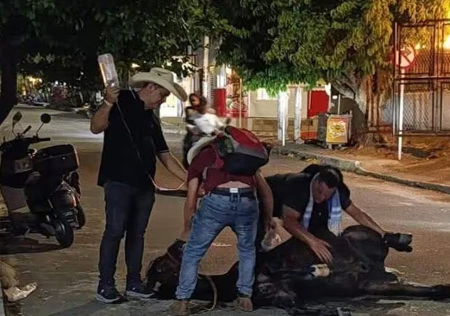 Última cabalgata de un equino en Sabana de Torres que murió en medio de la calle