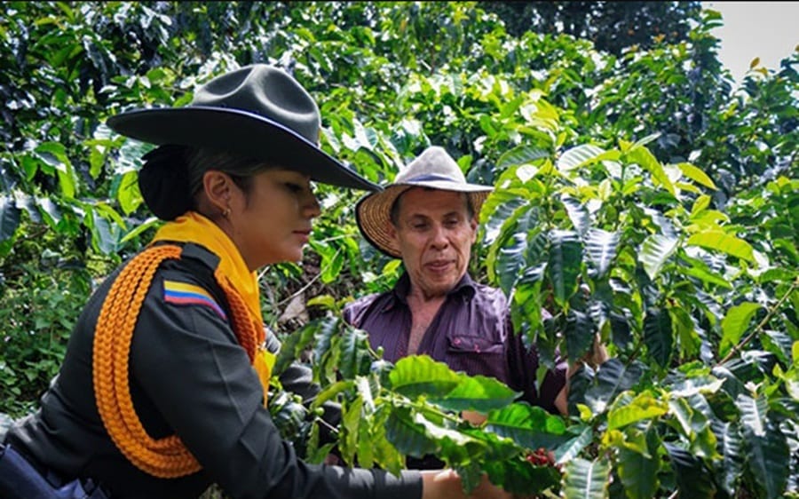 Caficultores presentan buenas cifras y están amenazados por franquicias del crimen