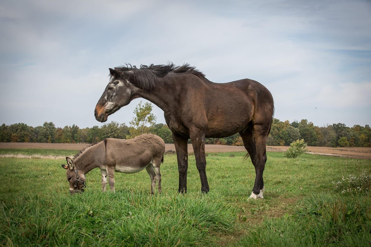 Tras incautaciones de carne de caballo y de burro en Bucaramanga un experto UDES explica las consecuencias de su consumo