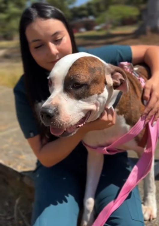 Rescate de animales en Bucaramanga hace familias felices