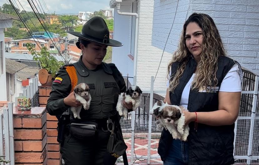 Denuncia ciudadana permitió operativo en Altos del Cacique para desmantelar criaderos clandestinos de mascotas