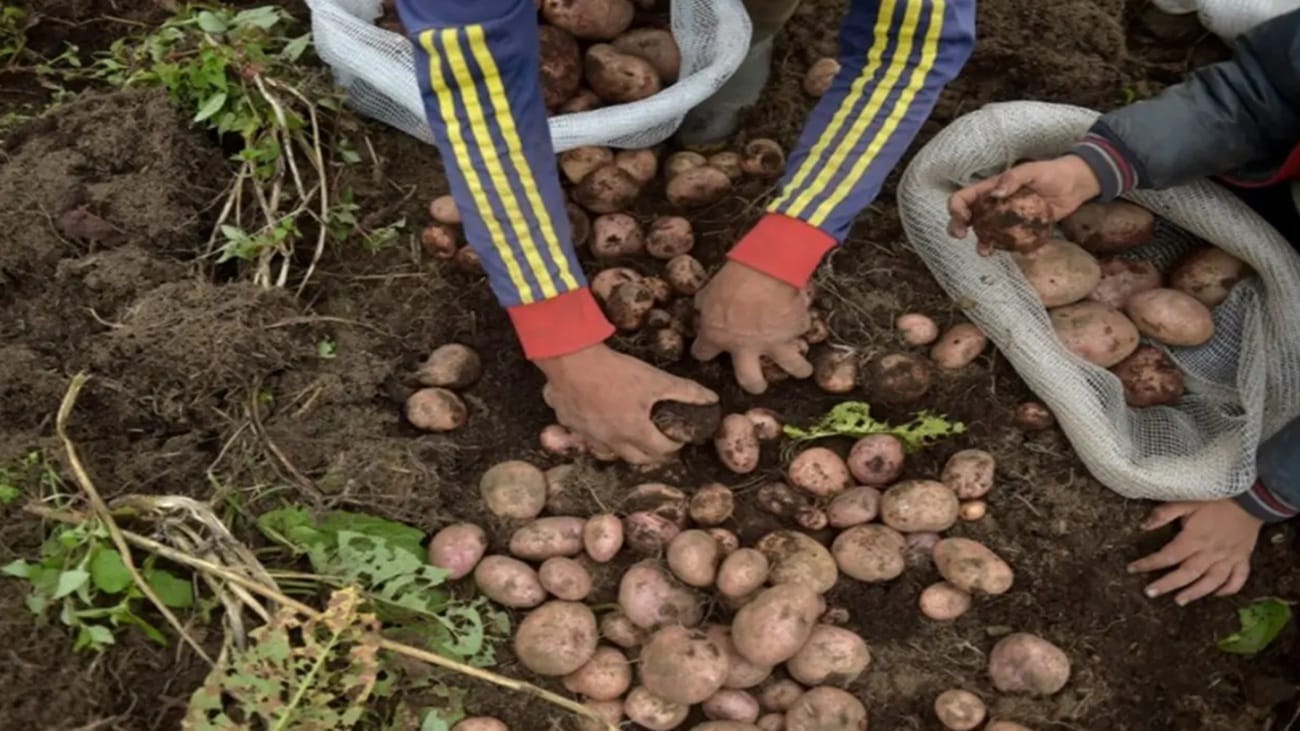 Paperos del oriente colombiano irán a paro si el Gobierno no los escucha