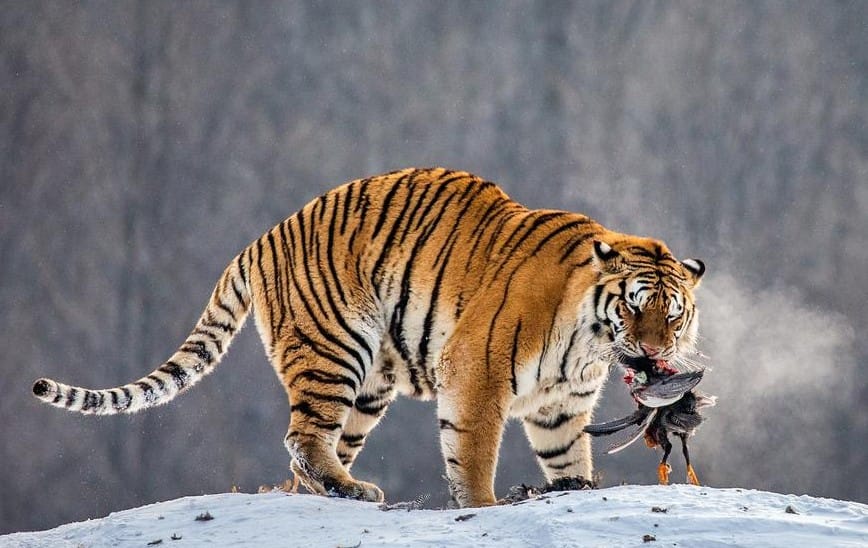 Piden donar mascotas como alimento para depredadores
