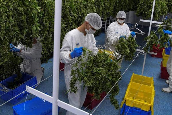 Productores y empresarios del cannabis recibirán formación virtual gratuita