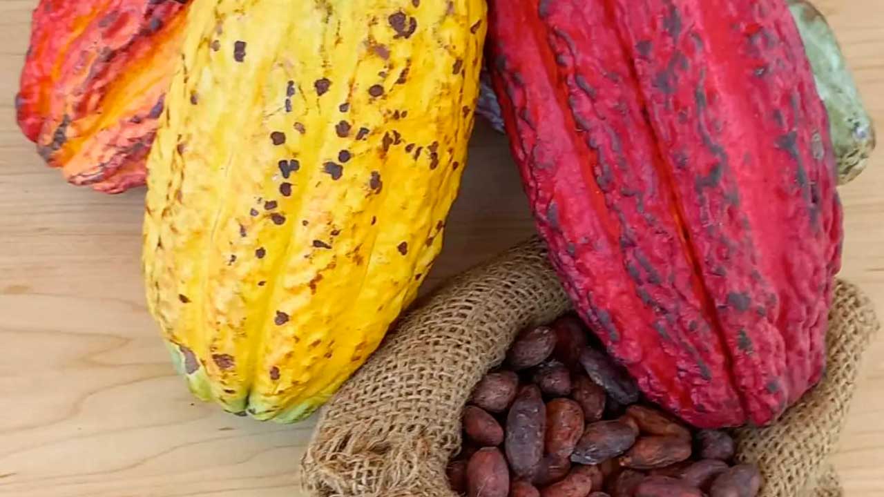 Cacaoteros de Santander, protagonistas en el ChocoFest 2025