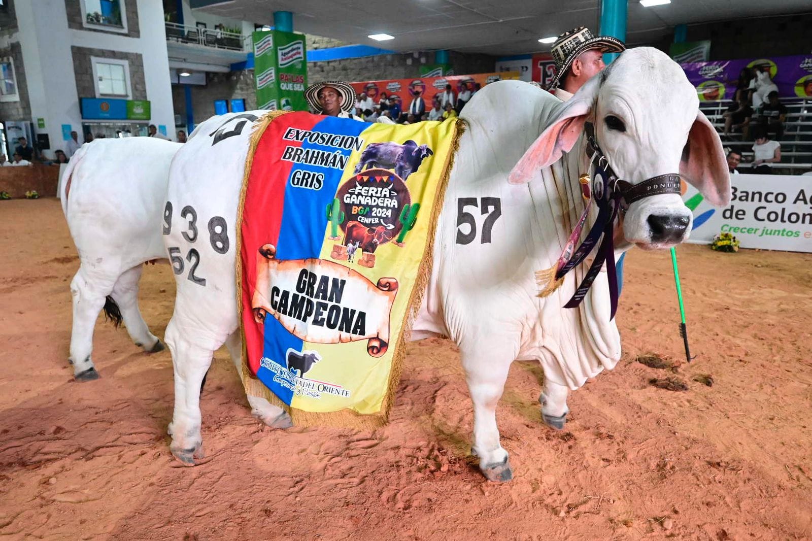 Feria Ganadera de Colombia 2025 iniciará su edición 75 en Cenfer Santander