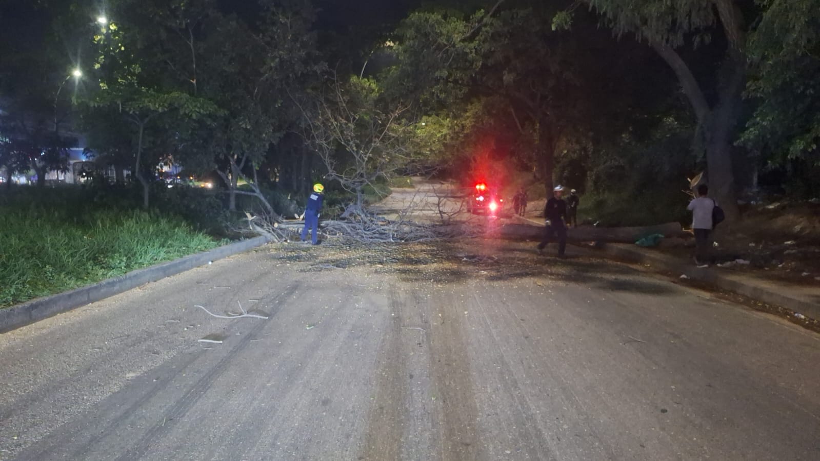 Árbol obstaculizó el tráfico vehicular en Centroabastos