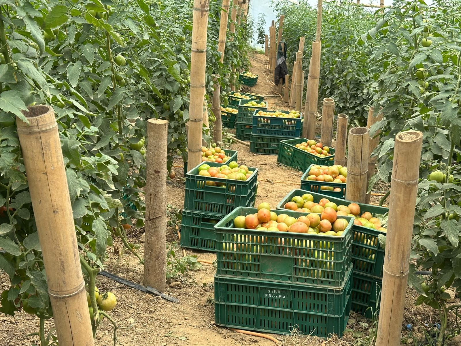 Piedecuesta promueve el agro local con compras para el PAE