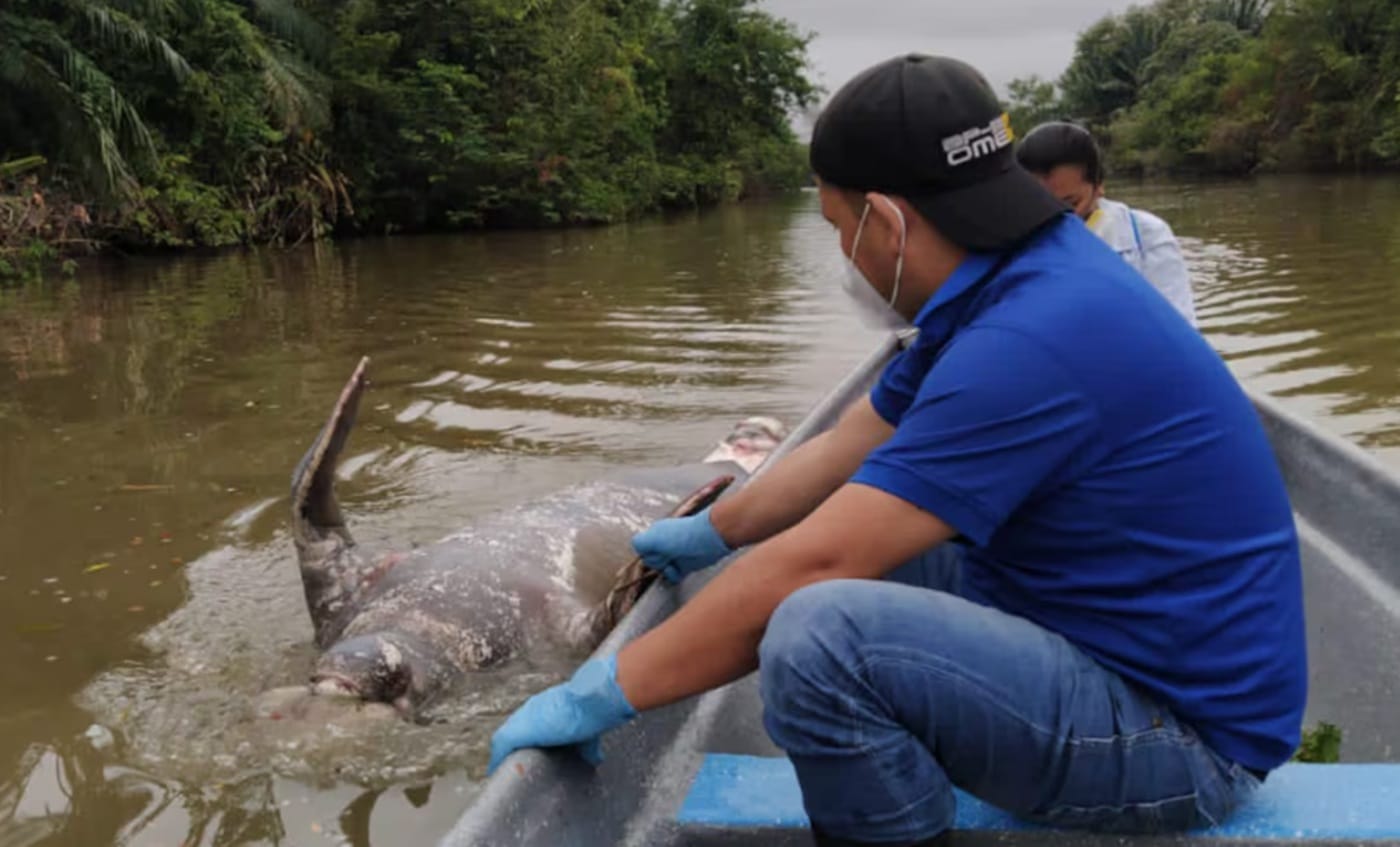 Celebración del Día Internacional del Manatí en Barrancabermeja
