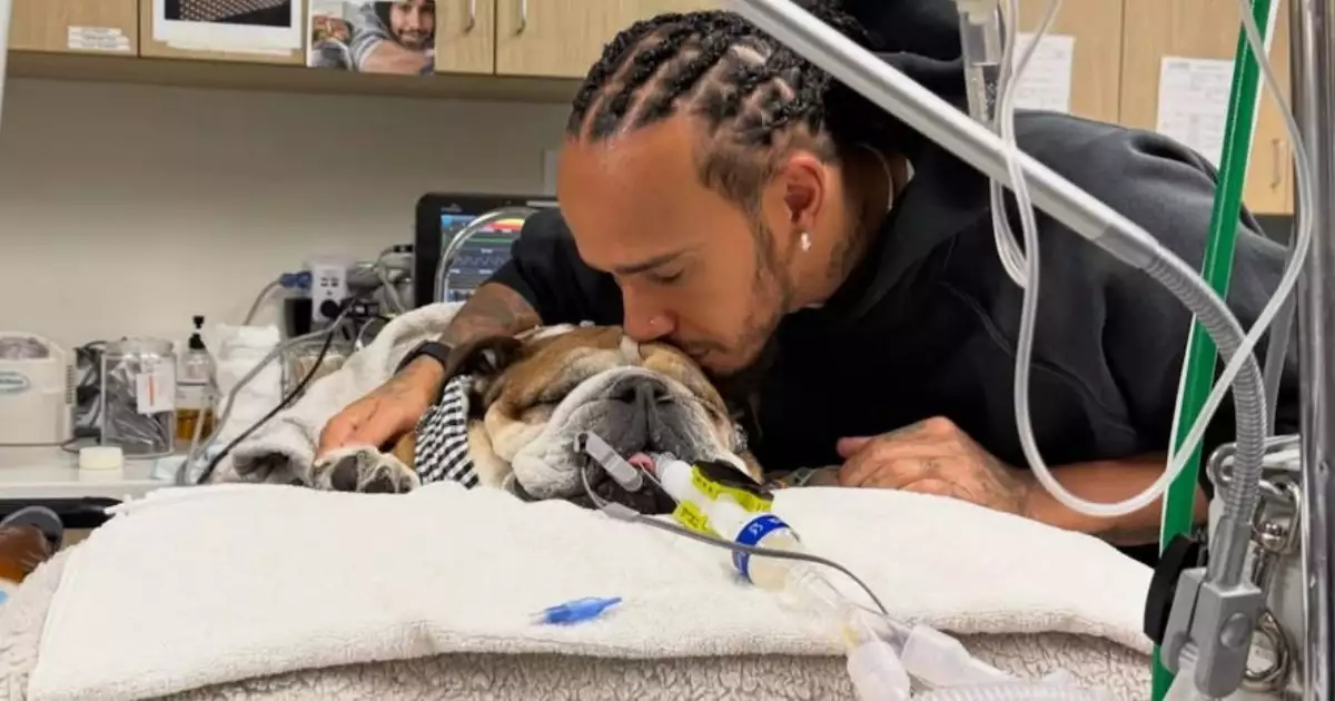 falleció Roscoe, el fiel compañero de Lewis Hamilton