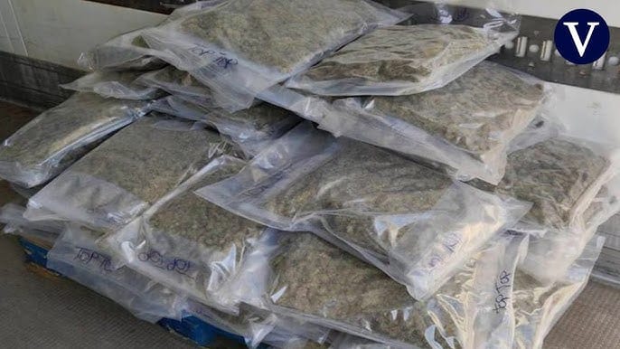 Incautan más de 140 kilos de marihuana en Santander