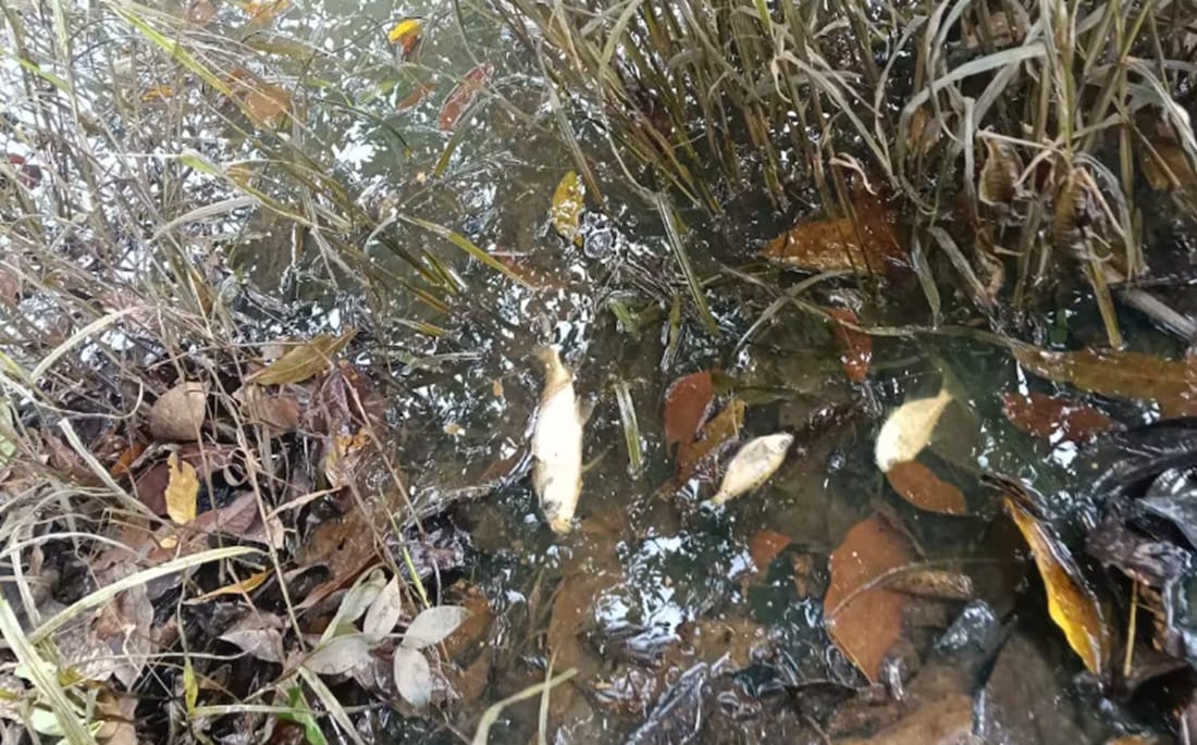 Mortandad de fauna y flora por derrame de gasolina en la  Ciénaga San Silvestre