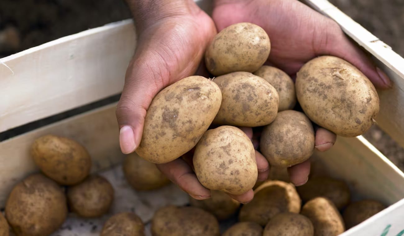 Alcaldía garantizará espacios organizados para ‘Papatones’