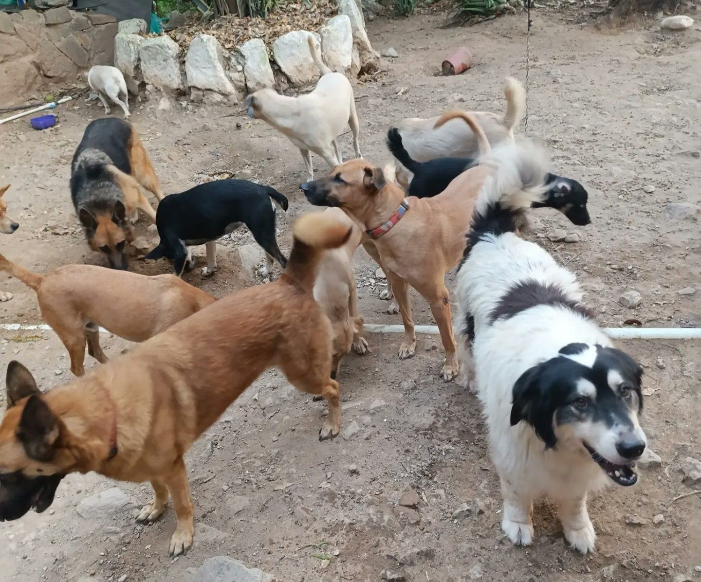 Buscan padrinos para ‘peluditos’ de fundación Damas Colombia