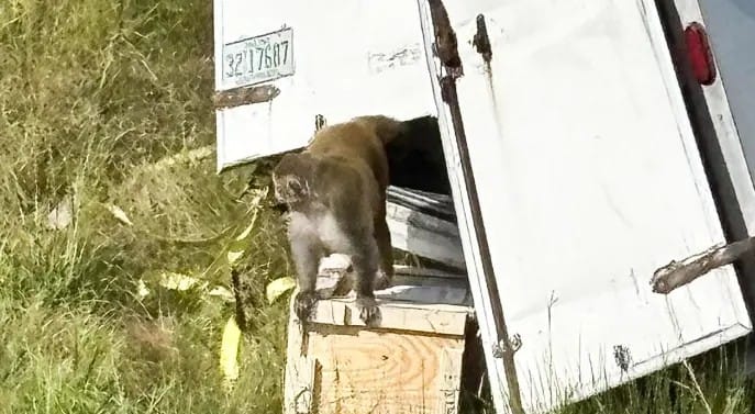 Monos infectados con virus de hepatitis C y covid-19 se escapan de laboratorio