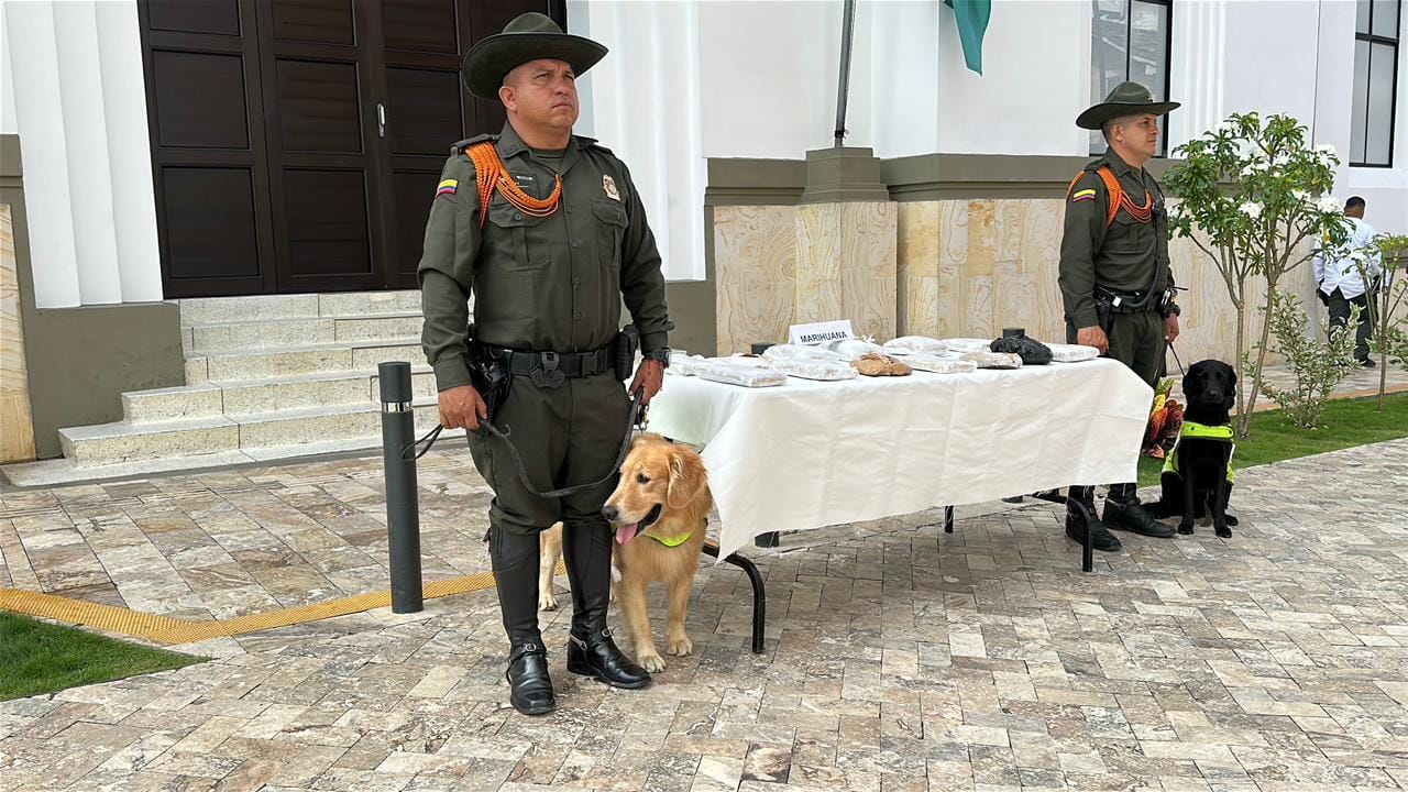 Gracias a perros antinarcóticos incautan 11 kilos de marihuana 'Creepy' en encomiendas en Bucaramanga