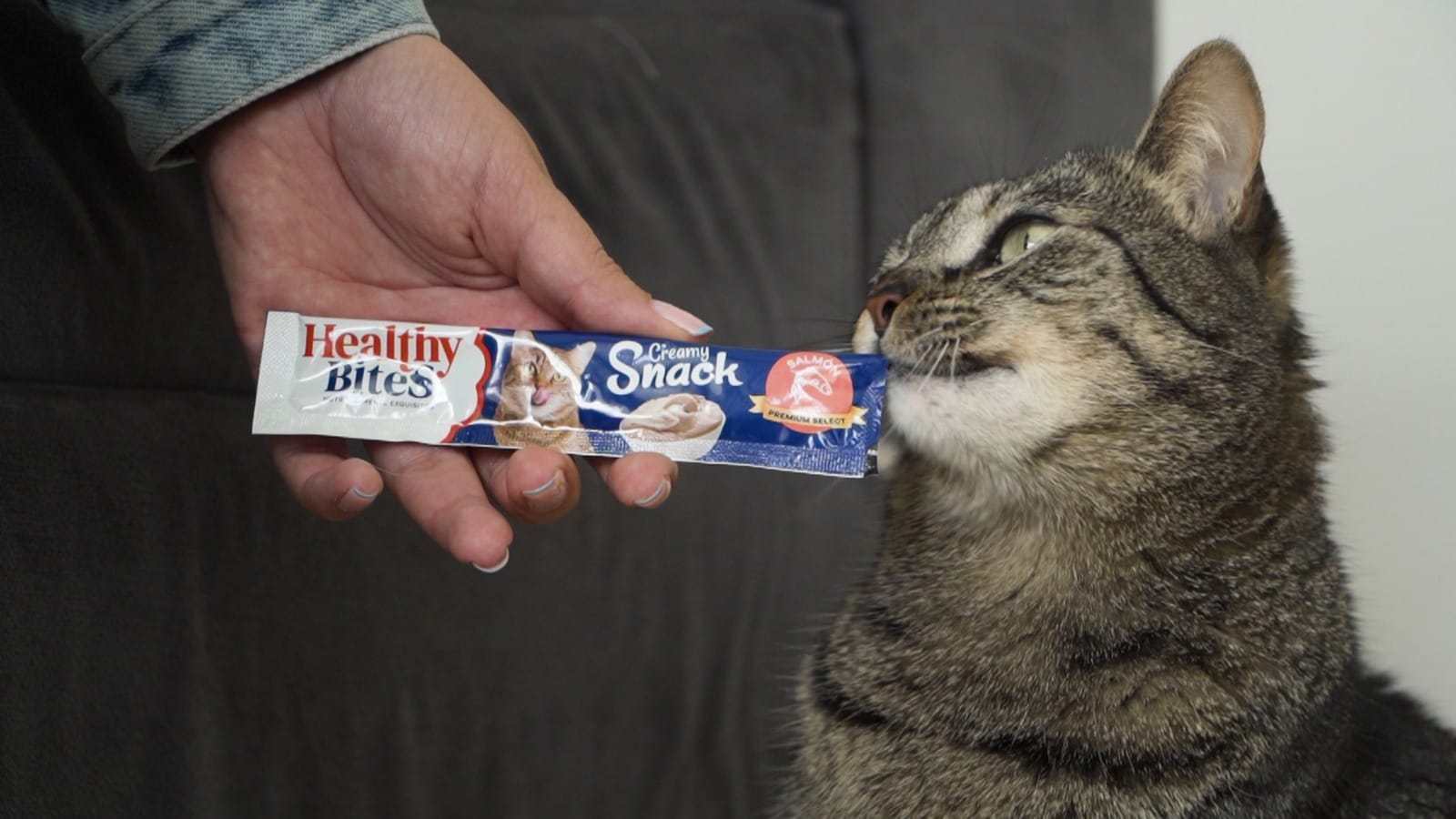 Cuidado con los dulces: intoxicaciones en mascotas aumentan en Halloween