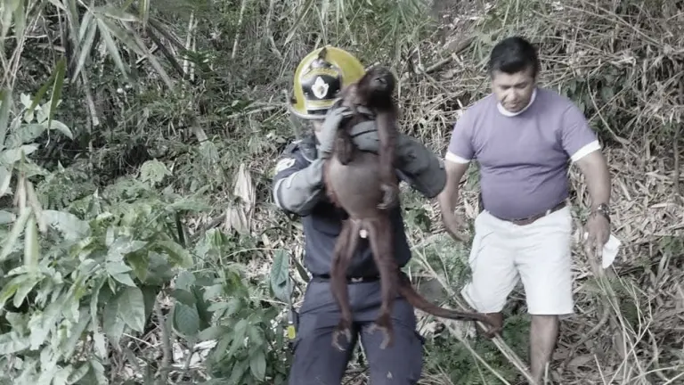 Investigan muerte de mono araña luego de violento ataque