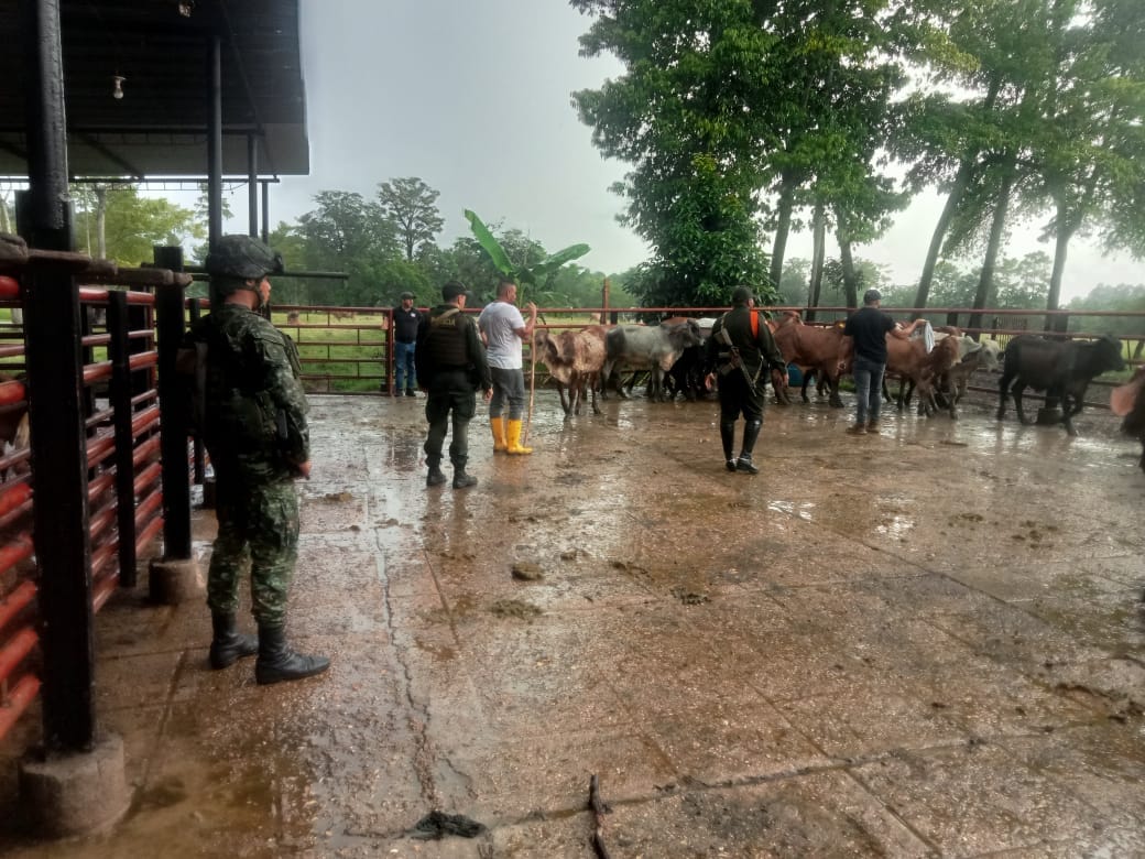 Capturados ladrones de ganado pertenecientes a presuntas estructuras del Clan del Golfo.