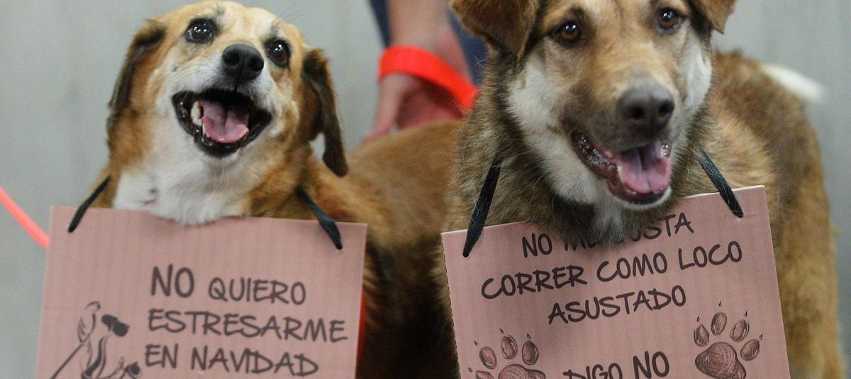 Estrés y abandono: la crisis silenciosa de las mascotas en Bucaramanga durante diciembre