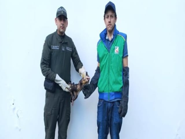 Policía de Santander rescata zarigüeya hallada en vía pública