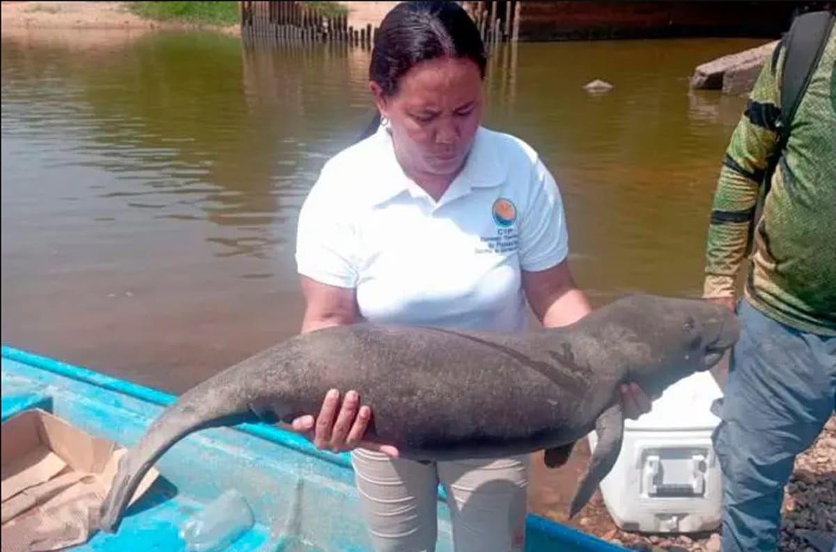 Emergencia ecológica en Barrancabermeja por la muerte de 13 manatíes antillanos