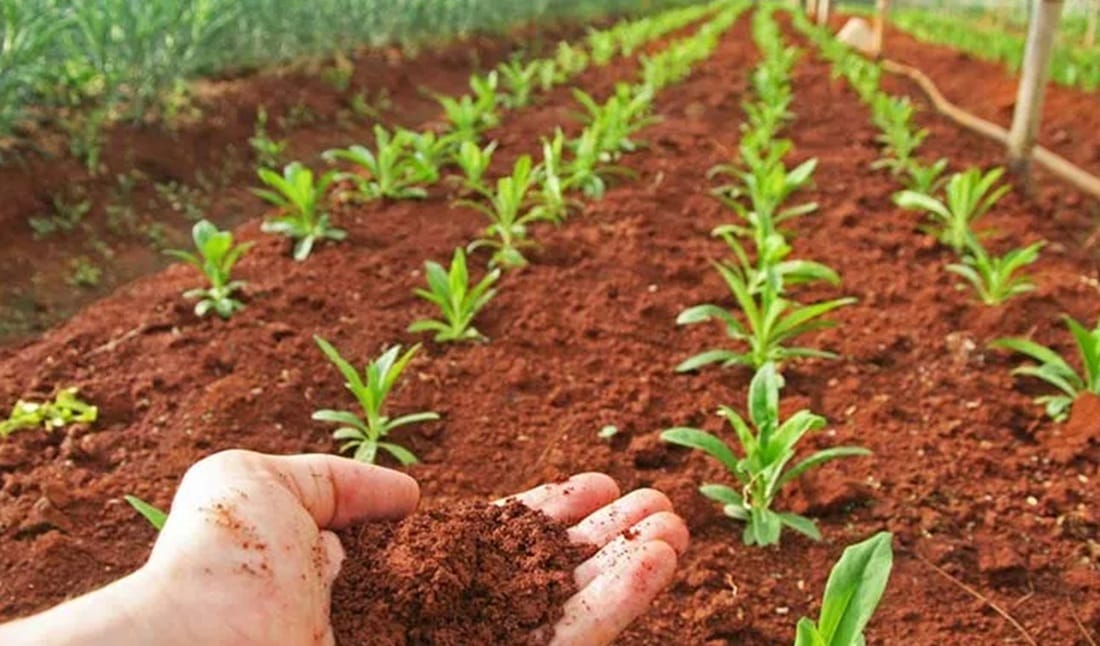 Proceso integrado al proyecto "Siembra de Oportunidades” intervino118 hectáreas en Santander