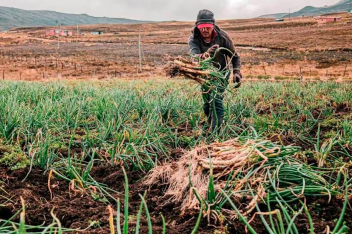 Productores de cebolla larga en Tona piden ayuda por la caída abrupta de precios