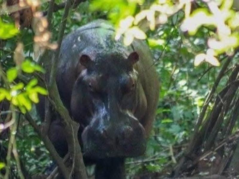 Hpopótamo adulto apareció en una finca rural de Barrancabermeja y causó  pánico en la región