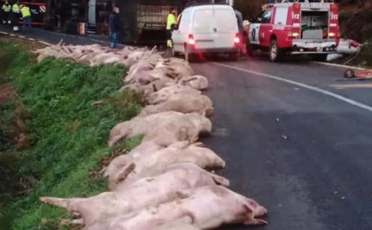 `Parrillada’ no programada deja seis mil cerdos 'achicharrados'