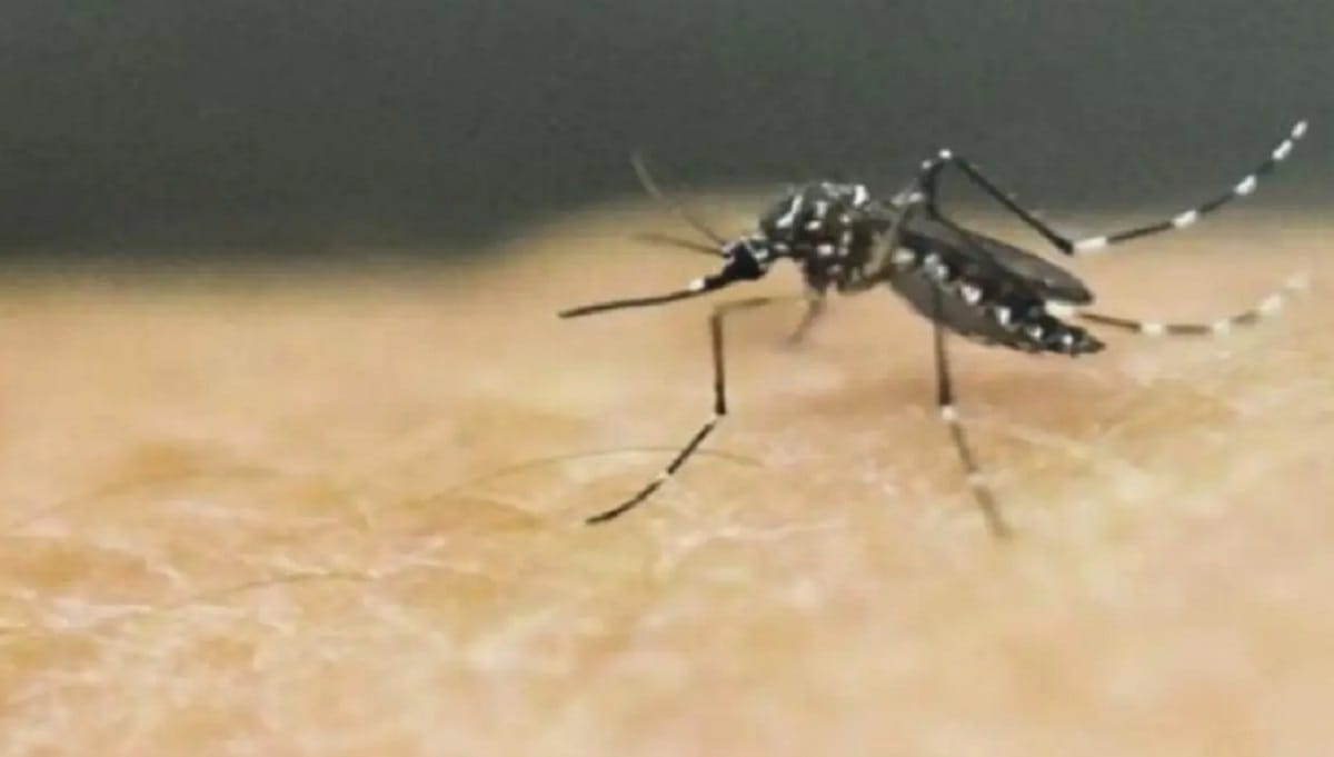 Universidad Industrial de Santander avanza en investigación para contener el dengue en Santannder