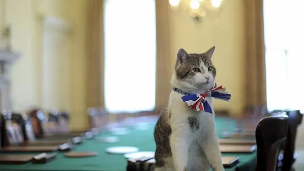 Larry cumple 15 años como el gato más destacado de la política