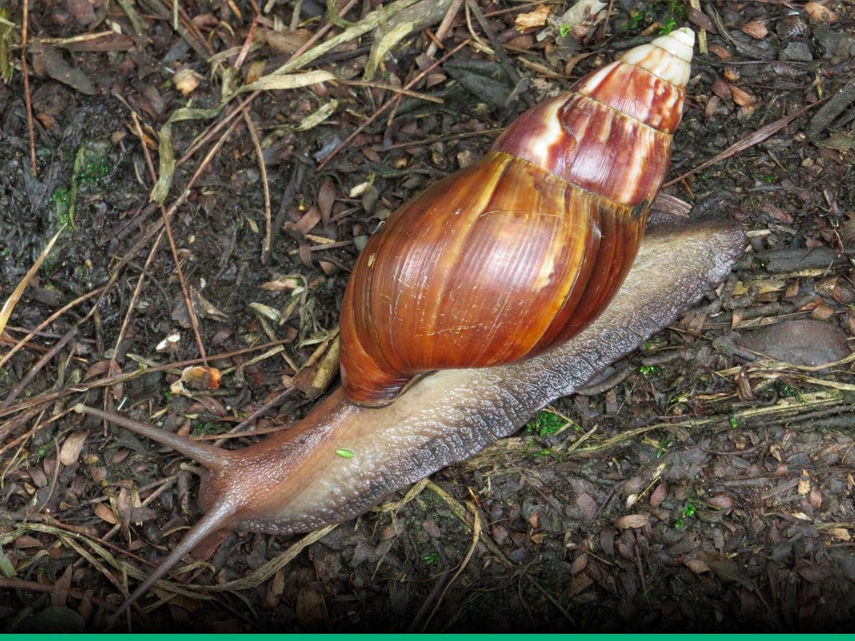 Alerta por presencia de caracol africano en San Gil