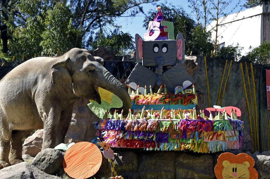 La elefanta ‘Trompita’ celebra sus 65 años