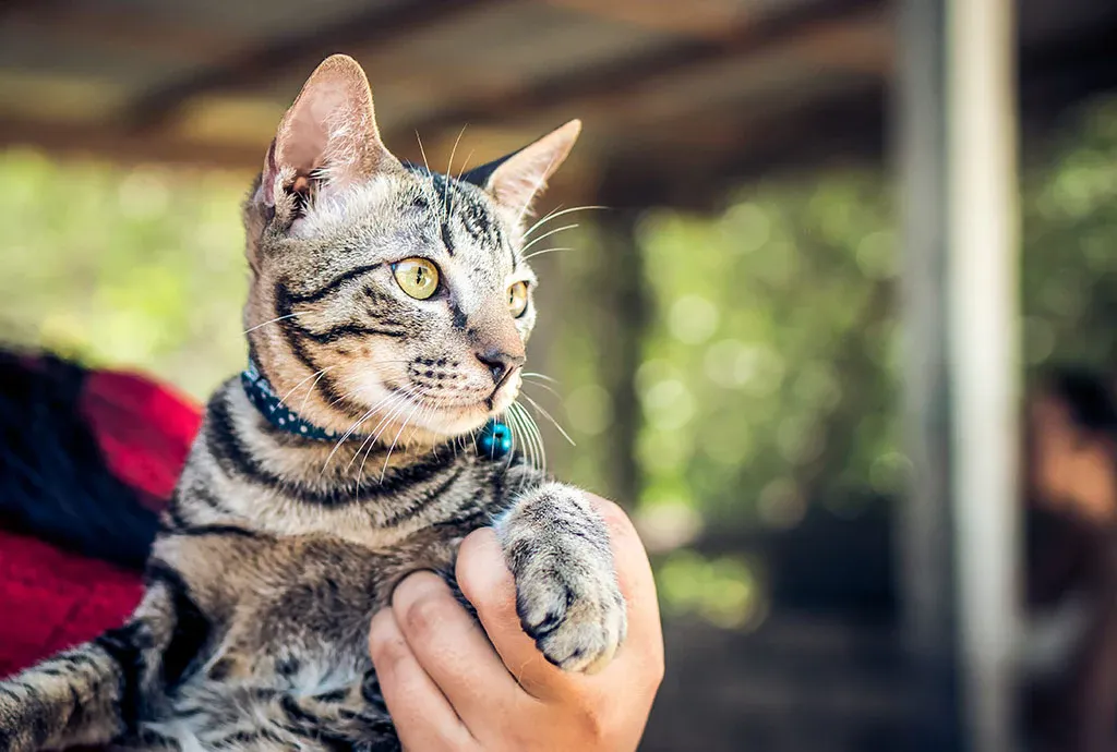 Día mundial del Michi: recibir un gato en casa es el inicio de una relación para toda la vida