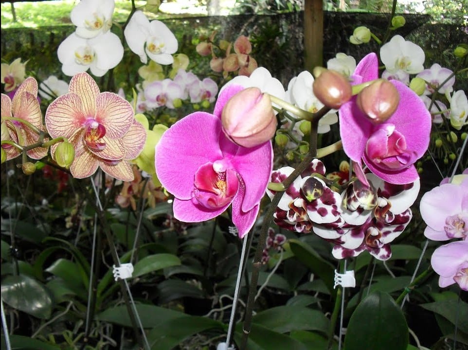 La belleza natural florece en El Libro Total