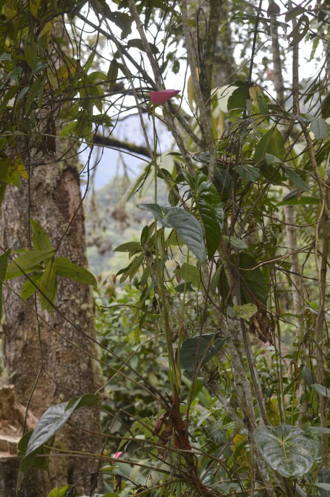 Investigadores UIS descubrieron el Anthurium comuneros