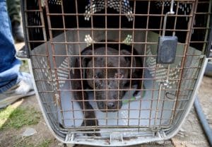 Desmantelan campeonato mundial de peleas de caninas en Colombia: a la sombra 13 sujetos que sacrificaban perritos por diversión