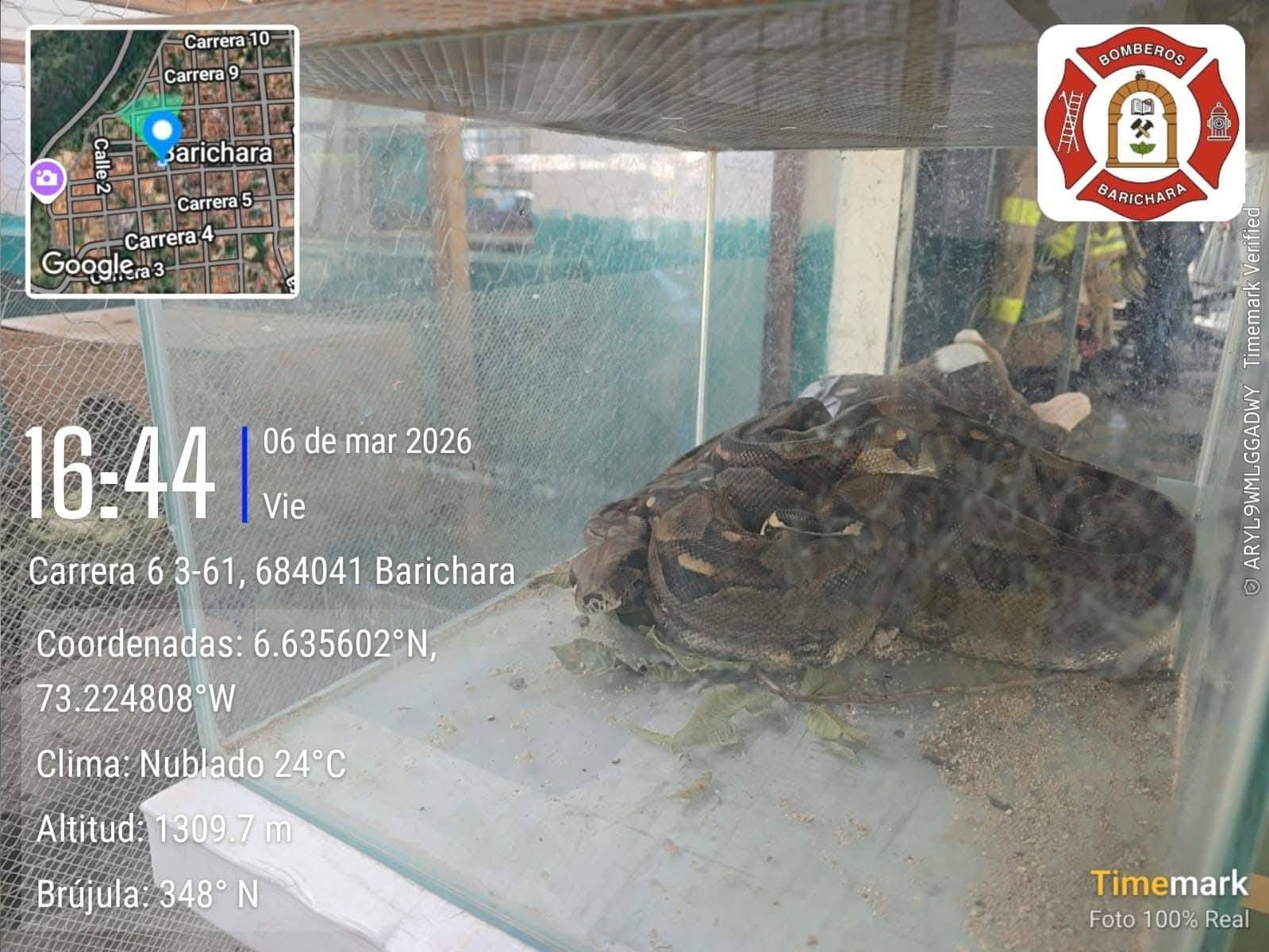 Rescatan Boa constrictor en casa de Barichara