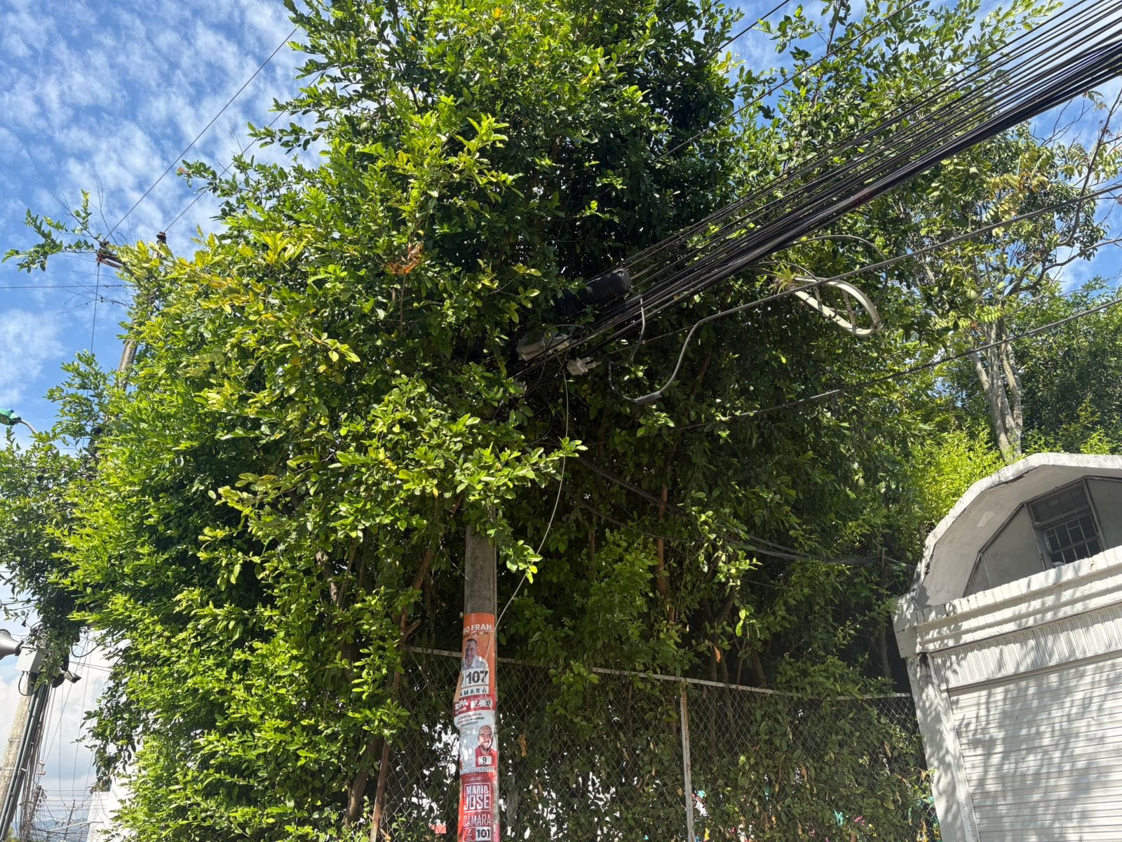 Poda de árboles indispensable   para evitar tragedias en Bucaramanga