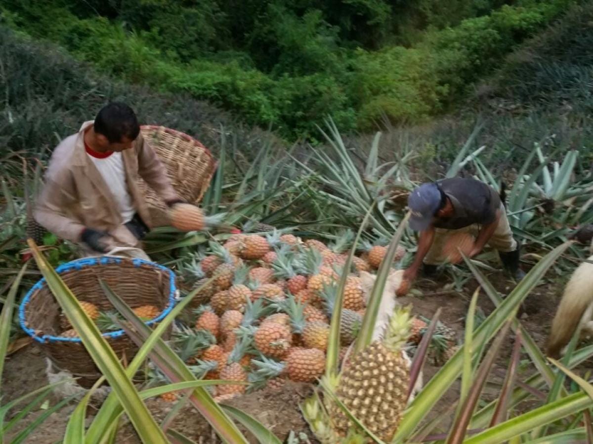 Campo colombiano amenazado por efectos de la guerra en Oriente Medio