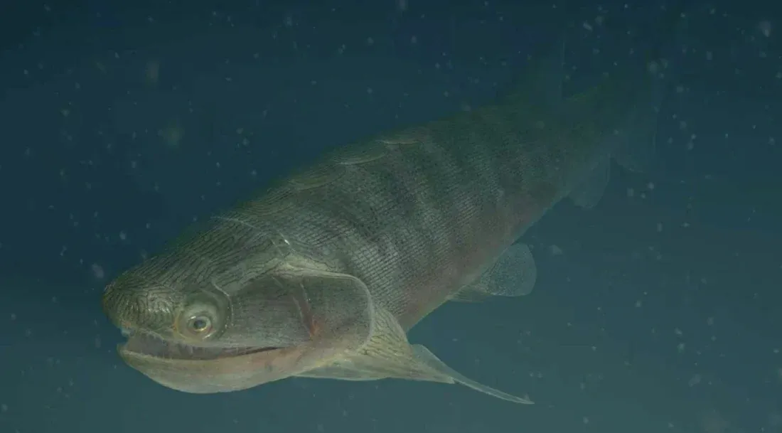 Hallan pez óseo articulado que vivió hace unos 436 millones de años
