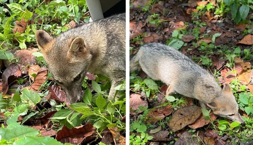 Feliz regreso de fauna salvaje a su hábitat natural en Piedecuesta
